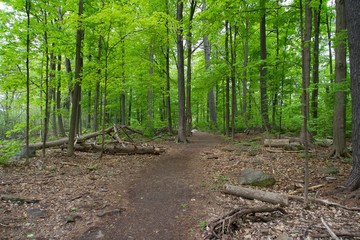A green forest on a spring day
