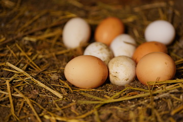 Close up of homemade chicken eggs on ground in henhouse.