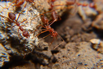 Weaver ants or green ants. Weaver ants live in trees and are known for their unique nest building behaviour where workers construct nests by weaving together leaves using larval silk