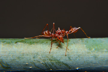 Weaver ants or green ants. Weaver ants live in trees and are known for their unique nest building behaviour where workers construct nests by weaving together leaves using larval silk