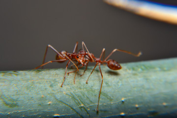 Weaver ants or green ants. Weaver ants live in trees and are known for their unique nest building behaviour where workers construct nests by weaving together leaves using larval silk