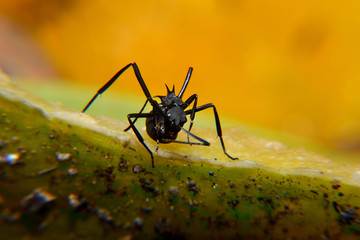 The black carpenter ant is a species of carpenter ant. Camponotus pennsylvanicus is one of the largest species of carpenter ants