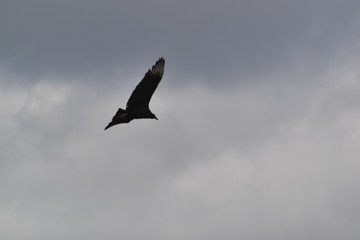 Majesty flight of a condor andino