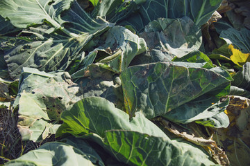 Fototapeta premium Vegetable disposal