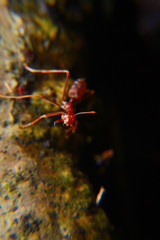 Weaver ants or green ants. Weaver ants live in trees and are known for their unique nest building behaviour where workers construct nests by weaving together leaves using larval silk