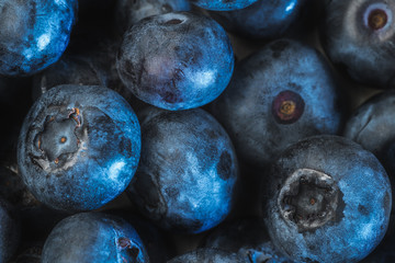 Freshly picked blueberries background, macro photo. Juicy and fresh blueberries for healthy eating and nutrition.