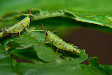 Baby of green wandering Grasshopper (Locusta migratoria manilensis Meyen) 