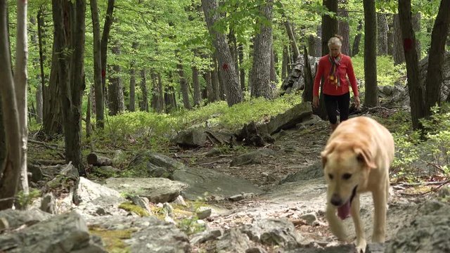 Blond Mature Woman Walking Toward To Camera In A Forest With A Yellow Lab Dog Running Ahead Of Her.