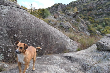 close up dog from cumbrecita