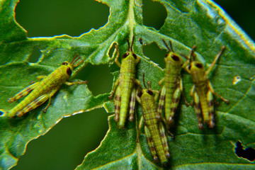 Baby of green wandering Grasshopper (Locusta migratoria manilensis Meyen) 