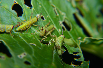Baby of green wandering Grasshopper (Locusta migratoria manilensis Meyen) 
