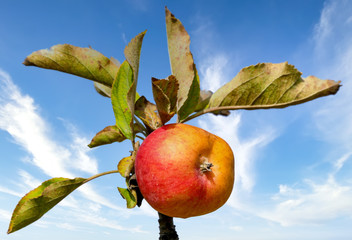 Reifer Apfel