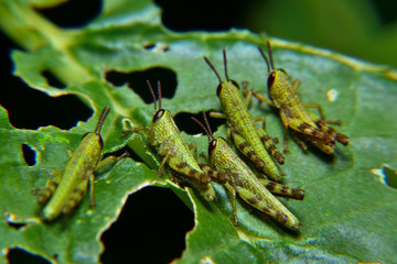 Baby of green wandering Grasshopper (Locusta migratoria manilensis Meyen) 