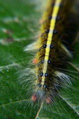 caterpillar fur with black and green stripes and white fur