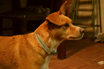 close up dog from cumbrecita