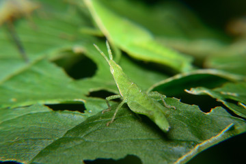 Small atractomorpha perch on green leaves