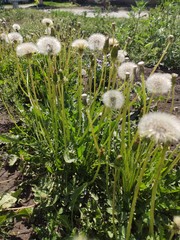 dandelions in the grass