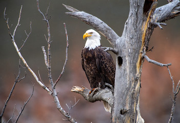 Bald Eagles 