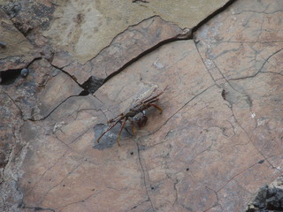 crab on the rock