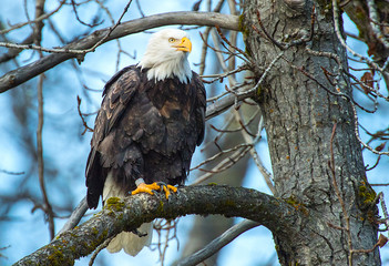 Bald Eagles 