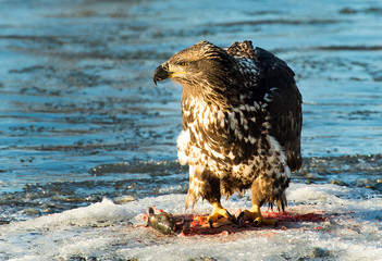 Bald Eagles 