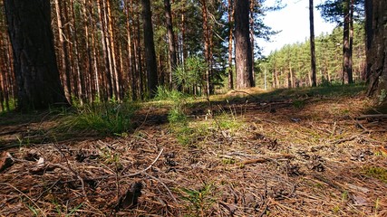 Forest bottom with dry branches on the ground