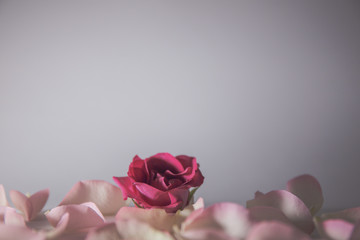 rose petal material