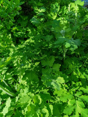 green fresh leaves background macro clear image natural texture 