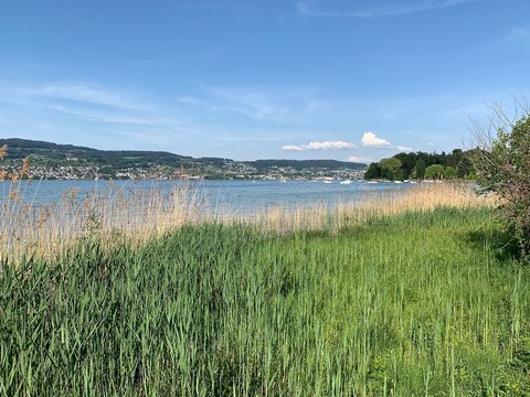 Aussicht auf den Z&uuml;richsee - See mit Schilfg&uuml;rtel vor der Halbinsel Au, in der Gemeinde Au, Bezirk Horgen - Schweiz