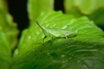 Small atractomorpha perch on green leaves
