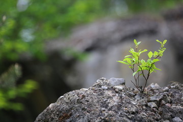 small plant on the rock, background blurred
