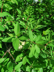 green leaves background