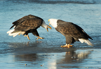 Bald Eagles 