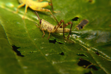 Baby of green wandering Grasshopper (Locusta migratoria manilensis Meyen) 