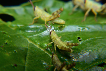 Baby of green wandering Grasshopper (Locusta migratoria manilensis Meyen) 