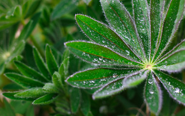 Drops of dew on the leaves of a lupine flower. Natural fresh green background. Spray of rain in the early morning in the meadow.