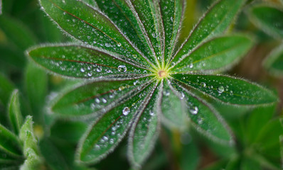 Fototapeta na wymiar Drops of dew on the leaves of a lupine flower. Natural fresh green background. Spray of rain in the early morning in the meadow.