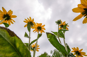 Looking up to the sky view of Black Eyed Susans in a garden