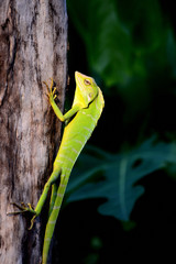 Bronchocela jubata, commonly known as the maned forest lizard. Its on tree trunk 