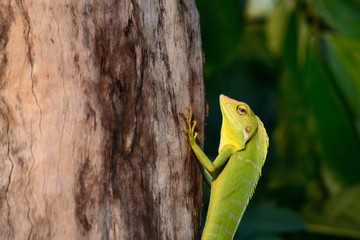 Bronchocela jubata, commonly known as the maned forest lizard. Its on tree trunk 