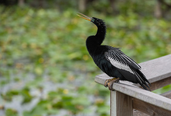 Male Anahinga With Beak Open