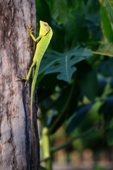 Bronchocela jubata, commonly known as the maned forest lizard. Its on tree trunk 