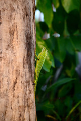 Bronchocela jubata, commonly known as the maned forest lizard. Its on tree trunk 