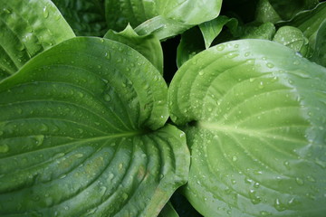 Obraz premium Hostas leafs and water droplets 2020 III