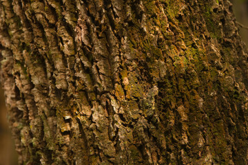 tree bark texture