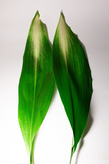 Obraz premium leaf material