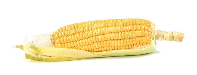 corn isolated on white background