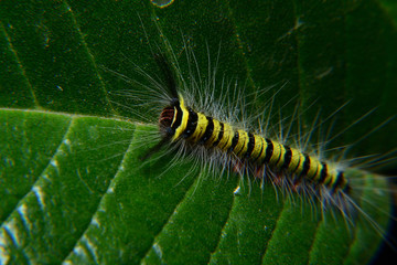 caterpillar fur with black and green stripes and white fur