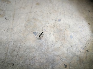 ants on the floor