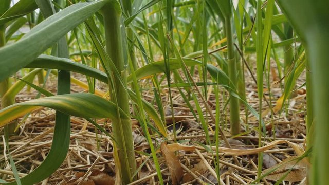 Home gardening - looking through garlic stalks and leaves or tops while vegetable growing in back yard garden covered with layer of hay protecting from cold.